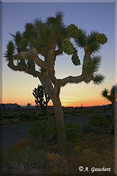 Joshua Tree